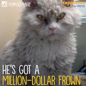 This cat looks pissed off all the time. Follow Happiness For Pets! Read more: http://happinessforpets.com/pompous-albert | Happiness For Pets