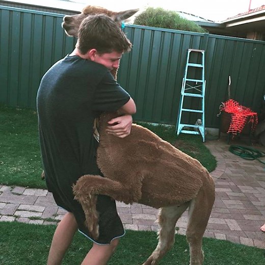 This 14-year-old keeps an alpaca as a pet - and even takes it to the beach. | Insider International