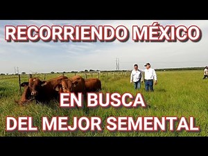 ¡¡VISITAMOS GRUPO BEEFMASTER SUPREMO!!