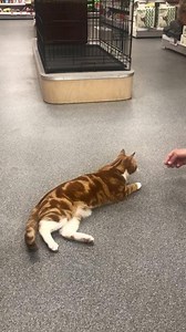 Our Rake store enjoyed a visit from one-year-old CJ, who is training to be a film star! Isn’t he a clever boy! | Pets Corner