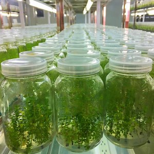 [Hot Item] Wholesale Blueberry Tissue Culture Seedlings All Kinds of Fruit Seedlings for Sale