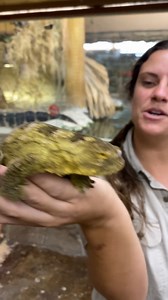 191K views · 3.4K reactions | The Largest Species of Geckos朗 . . . #gecko #cute #adorable #food #bite #hand #feed #eat #funny #funnyvideos #beauty #beautiful #time #wow #wildlife #fbpost #animals #animallovers #life #fun #wild #AmaZing #video #moment #facebook #fb #post #zoo | The Reptile Zoo | Facebook