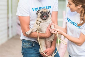 10 Best Pug Rescues for Adoption (2025): Our Top 10 Picks!