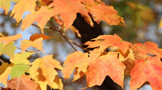 Grow with KARE: Maple trees by fall color