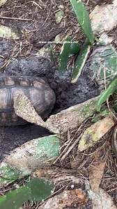 15K views · 2.9K reactions | One of my older Brazilian Cherryhead females decided to nest after a short rain storm this afternoon. | Southern Reptiles | Facebook