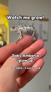 You guys asked for it 🥹. The “glow up” of our blue Ambanja baby from Turgon who has officially been given his name, btw! Allow me to formally introduce you guys to “Prince Imrahil”! A star from the very start!! We are beyond thrilled to have him on our team 😭🙏 #KammerflageKreations #ambanjapantherchameleon . . . #glowup #chameleon #babylizard #babyanimals #cutepets #growthanddevelopment #Furciferpardalis #PantherChameleon #reptilesofinstagram #petlizard #chameleonbreeder #uniquepets #explore 