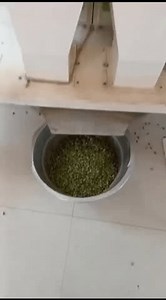 Quy trình phân loại Cardamom trong: Video có sẵn (100% miễn phí bản quyền) 3926436881 | Shutterstock