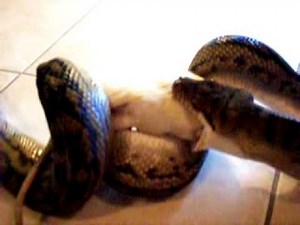 Scrub Python eating
