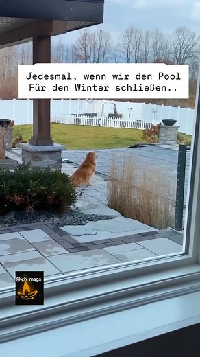 1.8M views · 10K reactions | #indoorpool #funnydogvideo #dogloversofinstagram #lustigereels #lustig #tierisch #funny #lustigevideos #humor #lachen #ich_mags_ #lachflash #foryou #viral #dogfunny #fun #funny #lachmalwieder #funnymemes #retrieverfun #memes #dogmemesofinstagram #dogmemesdaily | Dina Mags | Facebook