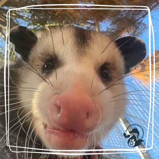 1.5K views · 106 reactions | Even though that may look like a very...