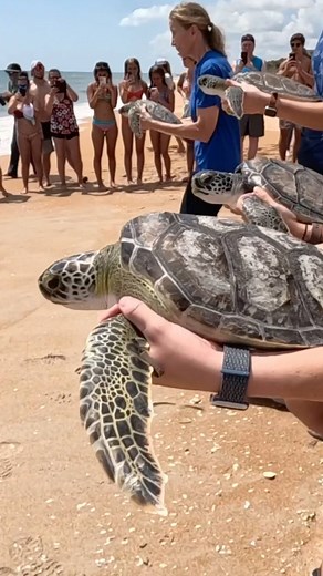 👏 Eight juvenile green sea turtles went back home today! | The Florida Aquarium