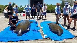 Manatee Rescue Rehabilitation and Release Operations - Florida Keys Aquarium Encounters
