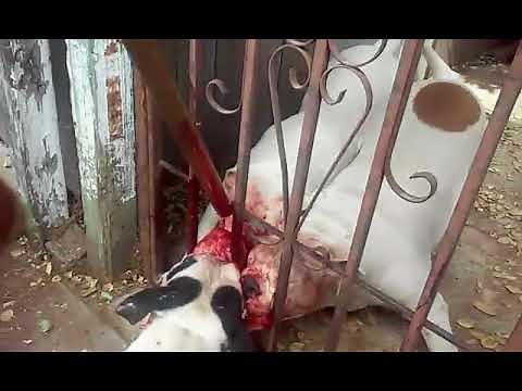 Vicious Neighborhood Dog fight - caught On Tape