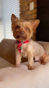 2K views · 55 reactions | A simple message from your friend ❤️ #yorkielove #lovedogs #dog #sweetdog #cutedoggo #cutedogs #adorabledog #dogvideo #yorkie #doglover #doglife | Dexter the Yorkie | Facebook