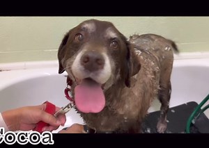 Humane Society of Vero Beach & Indian River County on Reels