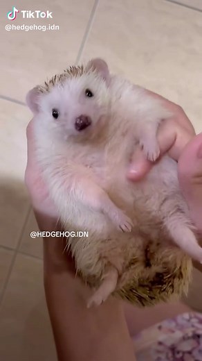 Hedgehog.idn on TikTok