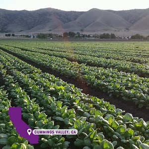 12 reactions | Located near Tehachapi, CA, Cummings Valley is one of the most prolific organic producing agricultural areas in the state. This region experiences a four-season climate, providing us with ideal growing conditions for our summer crops–like this thriving baby bok choy field. 塞 | Cal-Organic Farms | Facebook