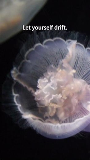 Stop your scroll for an evening dose of calm, letting the jellies guide you 🌙✨ | Alaska SeaLife Center