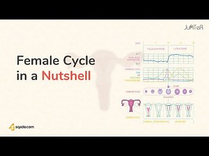 Female Reproductive System Physiology | Female Cycle in a Nutshell