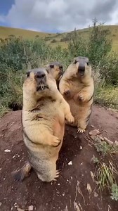 These marmots are both silly and cute. #marmots #cuteanimals #animalslover #funnyreels | Nature Geography