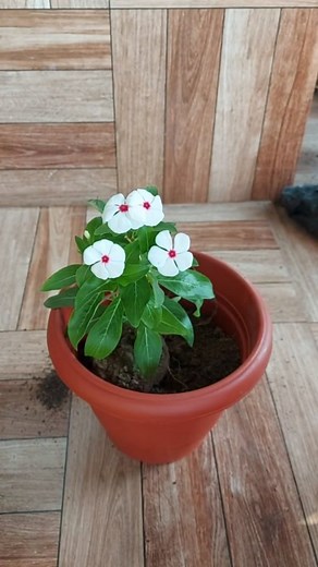 How To Transplant Sadabahar Flower ( Madagascar Periwinkle) Propagated in Grow Bags to Pot #periwinkle #sadabaharflower #repotting | Flower lovers