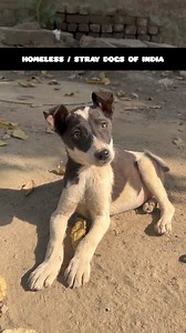 39K views · 1.9K reactions | Cute Homeless / Stray Dogs of India. But unfortunately no one is ready to adopt them because they are not fancy breeds. | Dog Bless You | Facebook