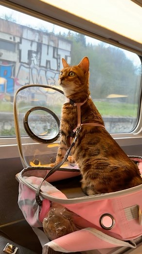 420 reactions · 47 comments | Roman Roses on Reels | Facebook