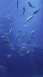 1.7K views · 33 reactions | Some of you may have spotted the stunning Golden Trevally in our Endless Ocean exhibit.  We may be biased, but we could watch them for hours!  #TheDeepHull #Hull #Aquarium #GoldenTrevally #EndlessOcean #Trevally | The Deep | Facebook