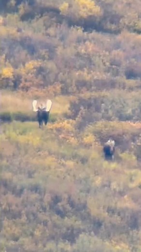 Big tall Kawdy bull ! #kawdyoutfitters #hunting #bchunting #mountainhunting #backcountryhunting #moosehunting #caribouhunting #horsehunting #mountaingoathunting | Kawdy Outfitters