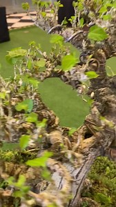 Root over rock 🪨 Bonsai | Japan Bonsai