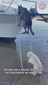 Clumsy Poodle climbs up boat ladder | Bright Side