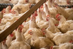 Avian flu outbreak in Northern California threatens national poultry, egg supplies