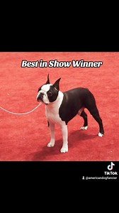 MIKEY 💚 BIS MRBIS MBISS GCHP Loredo's Stealing the Party BEST IN SHOW WINNING MULTI BEST IN SPECIALTY SHOW WINNER MULTI RESERVE BEST IN SHOW | American Dog Fancier