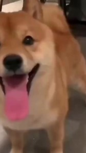1.4K views · 226 reactions | Smileee  | Shiba Inu Overload | Facebook