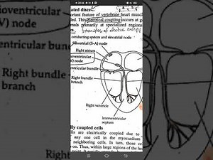 Cardiovascular physiology. Difference between myogenic and neurogenic hearts?