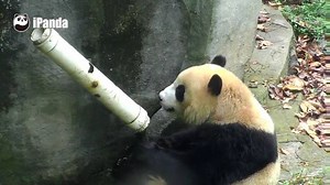 29K views · 2.7K reactions | #HiPanda Will you bite your playmate? Watch live at en.ipanda.com/live/chengdu | iPanda | Facebook