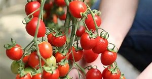 Bí quyết trồng cà chua trong chậu quả sai lúc lỉu