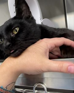 Start your week off right with a little mlem from Ravenclaw. This 8-year-old has no sense of personal space and would love nothing more to be as close to you as possible. We’re open 10-6 p.m. for adoptions! 💙💚 | Friends of Strays Animal Shelter