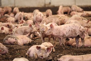 New pig farm consuming Las Vegas Strip’s leftovers