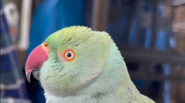 Peekaboo! Alt Text: [Video: resident indian ringneck parakeet "Wally" says Peekaboo!] #parrotsanctuary #sandiegononprofits #peekaboo #cuteparrot #talkingparrot #indianringneck #parakeet #sandiego #sd #sdliving #thingstodoinsandiego #socal #southerncalifornia #socalnation #delmar | Free Flight Exotic Bird Sanctuary