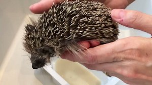 Little Hagrid is so far surviving his lungworm treatment on top of all his other issues. His eyes were thick and gungy last night but vetericyn ophthalmic wash seems to have sorted that out speedily. Here he is having his warm fungicidal bath/shower. In his hoglet sized bath! which was donated by Julie. Sirius and Saeros have also had their fungicidal baths too today. | Oxton Wild Hedgehog Rehab