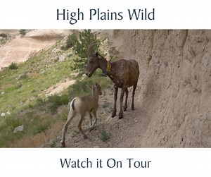 "High Plains Wild" shows the lingering wild found in western...