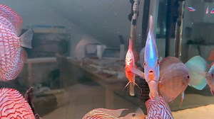 1.8K views | Discus-Siner.sk on Reels | Facebook