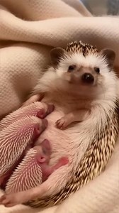 Tiny hedgehogs eating milk. They need fuel to grow spikes. Do you think they grow fast? #hedgehog | The Daily Hedgehog Show