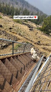 4.4K views · 247 reactions | Lunch hike with my sissy!! 珞勺 #lookoutlife #lookoutformichelle #offgrid #lookout #firelookout #hikingwithdogs | Lookout for Michelle | Facebook