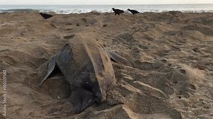 Giant Leatherback Sea Turtle nesting on the beach In Trinidad