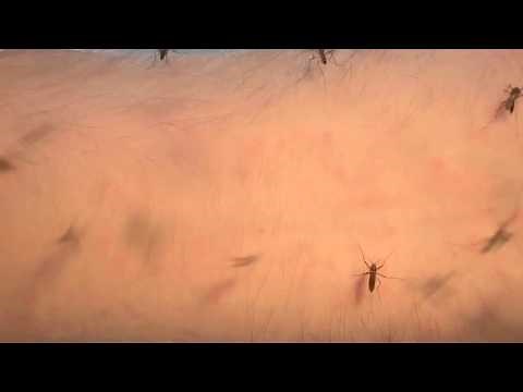 Mosquito blood feeding time-lapse 2