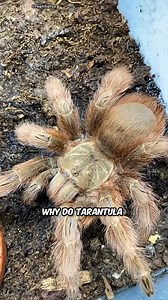 Why Do Tarantula Spider Protect Frogs? #facts #shorts | FunFact