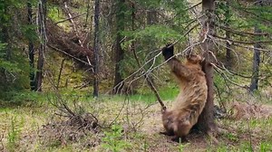 When the music makes your booty shake! 🐻 🐻 🐻 🐻 | DownBeats