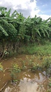 All green after heavy rain behind my hometown, Beautiful contryside ! #beautifulday #beautifulview #nature #fbreelsfypシ゚viralシ #reelviral #viralreelsfacebook | Kayllalewis